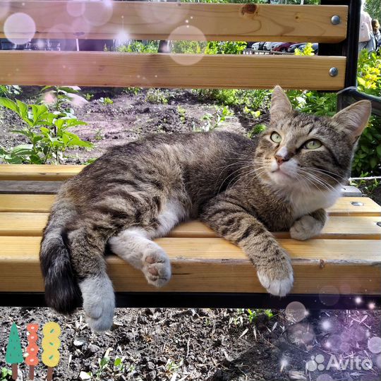 Котик-обнимашка