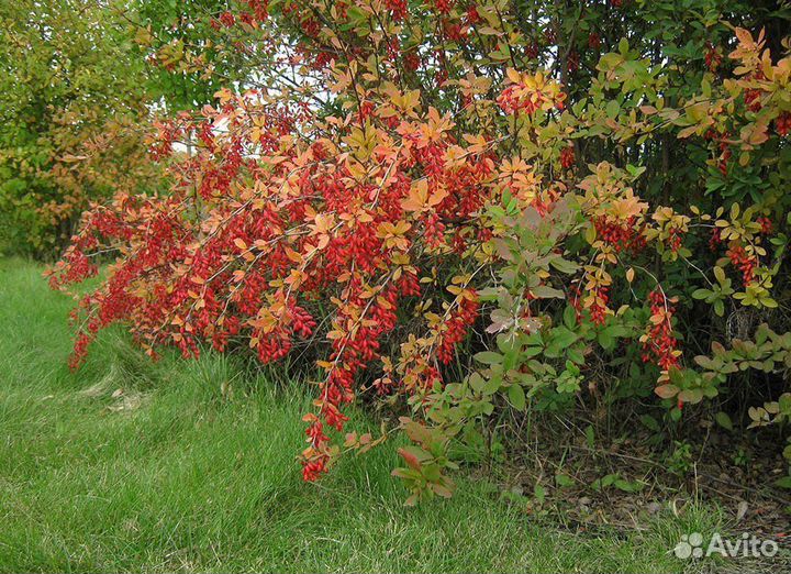 Саженцы барбариса