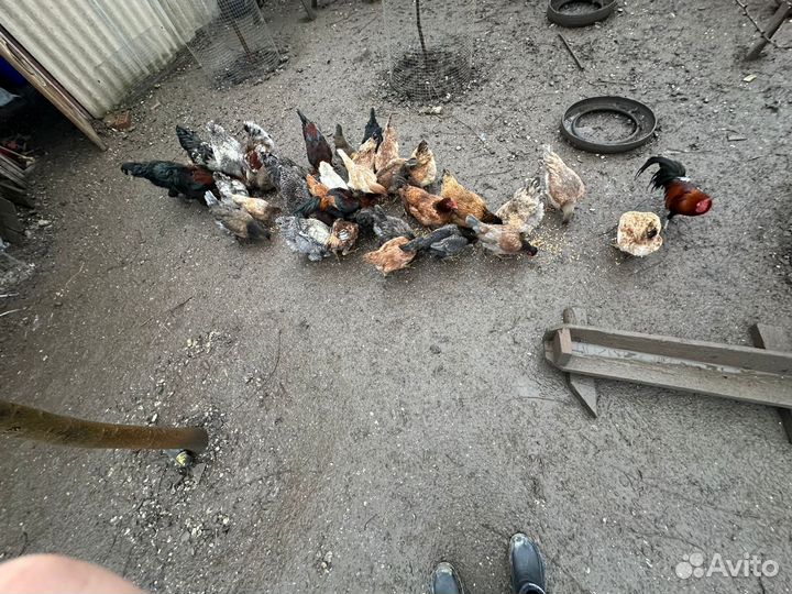 Бойцовские петухи и куры