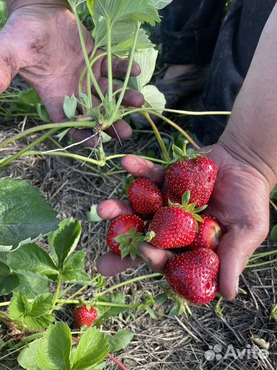 Рассада клубники клери