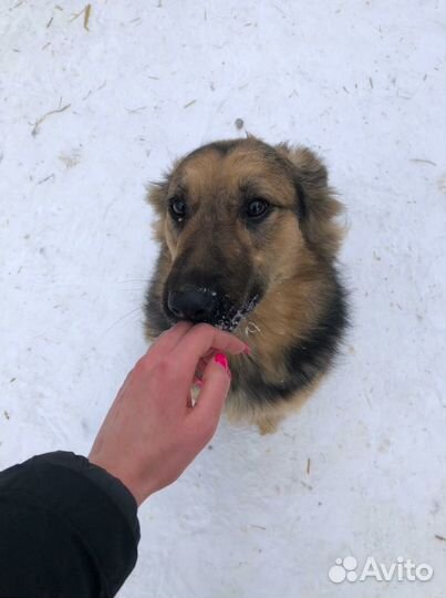 Собака в дар. Собака в добрые руки метис овчарки