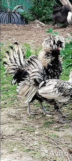 Петух Падуан, Феникс