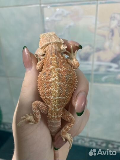 Бородатые анамы (50% рэд)