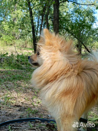 Немецкий шпиц