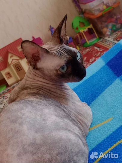 Канадский сфинкс