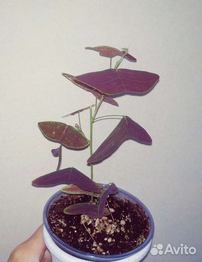 Кристия Крылья бабочки