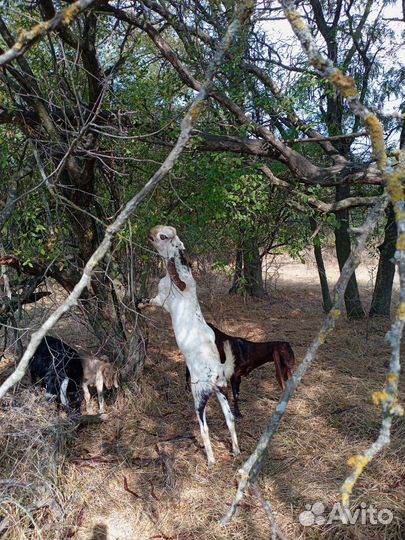 Породистые, молодые, молочные козы