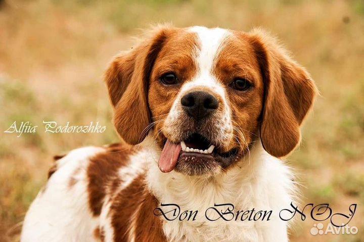 Бретонский Эпаньоль