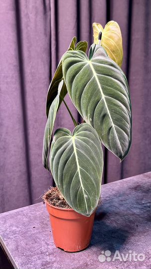 Филодендрон Меланохризум