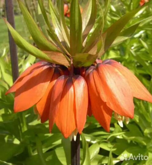 Лилии луковицы