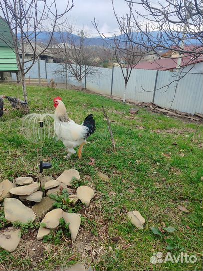 Молодые петухи