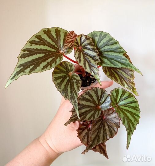 Редкие бегонии 1. Кейны