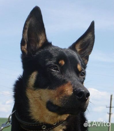 Австралийский келпи (возможна доставка)