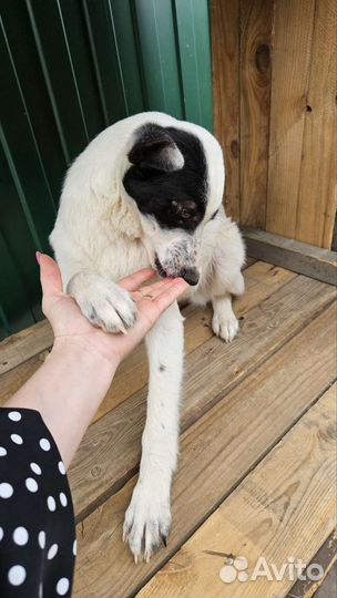 Молодая собака в добрые руки