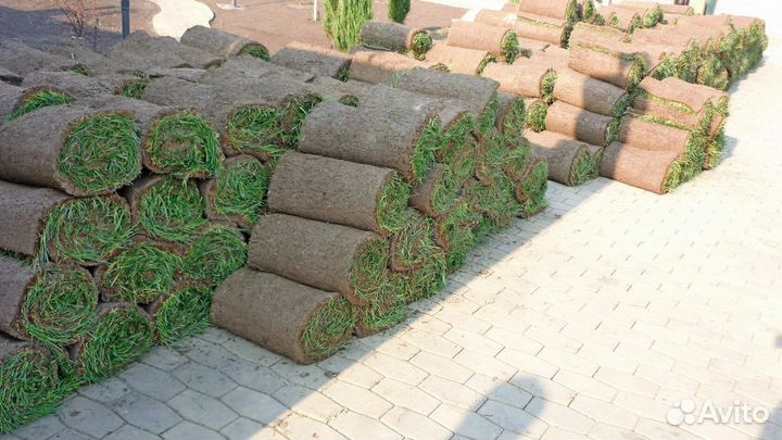 Газонная трава