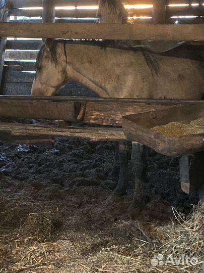 Лошади с откорма