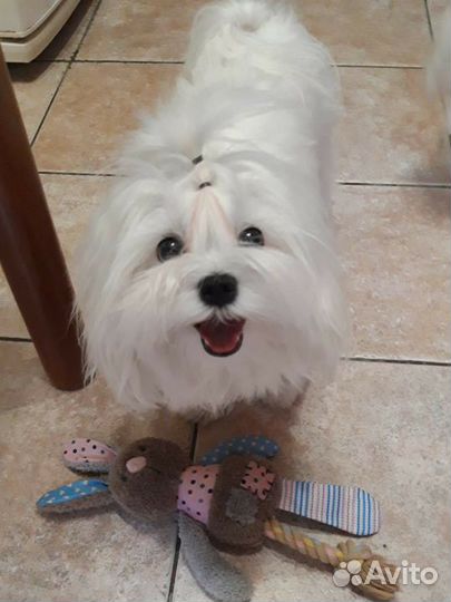 Вязка. Кобель. Мальтезе