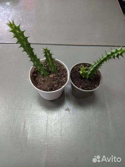 Цветок -гуэрния (вид суккулентов)