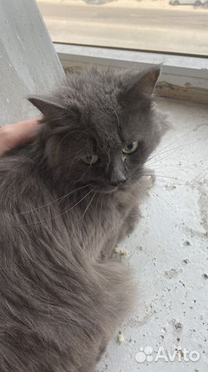 Кошка