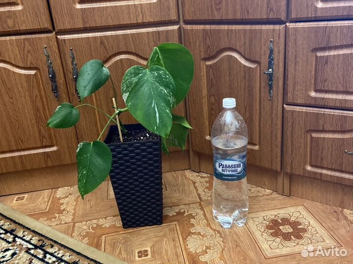 Монстера Альба