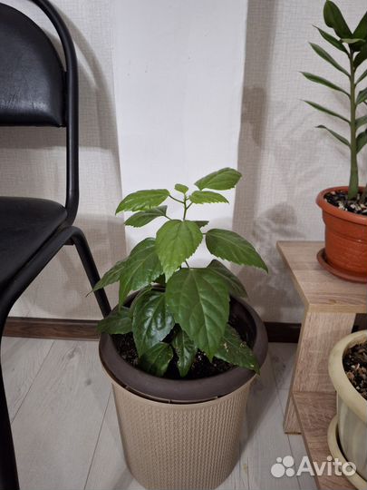 Кашпо с цветами