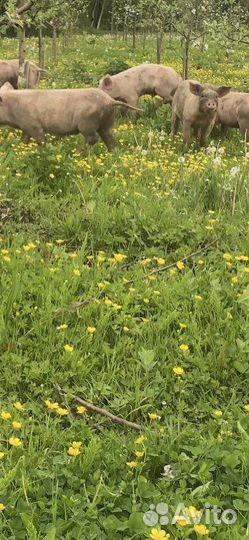 Поросята белая+ландрас