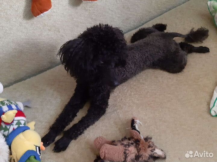 Пудель вязка