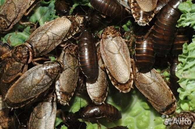 Кормовые тараканы (кормовые насекомые)