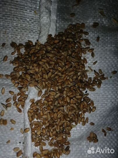 Зерно пшеница, отруби пшеничные