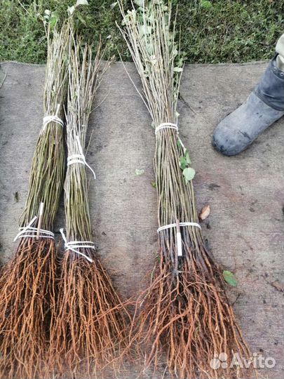 Антипка, алыча подвои на осень 2023