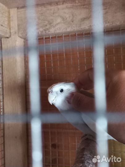 Корелла самец