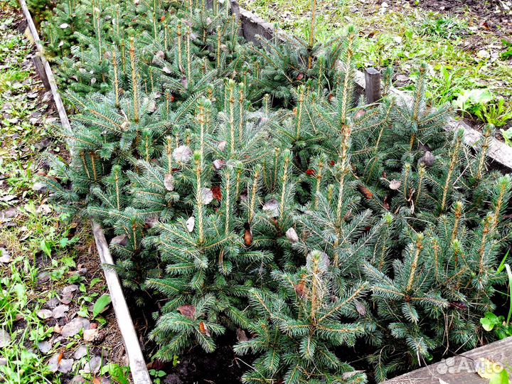 Голубая ель с доставкой