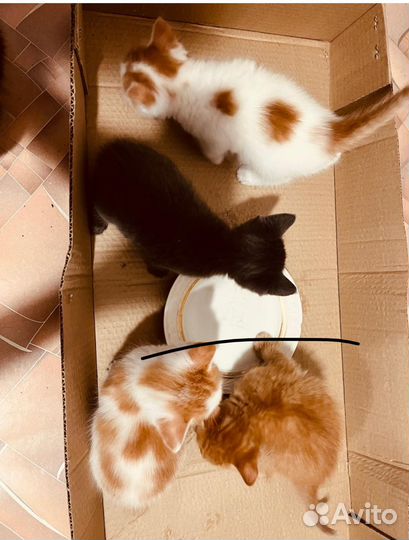 Котята отдам бесплатно