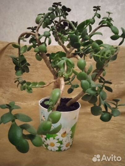 Денежное дерево толстянка