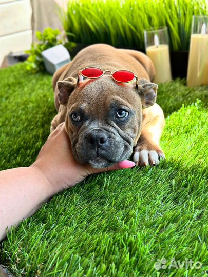 Американский булли - Девочка соболь