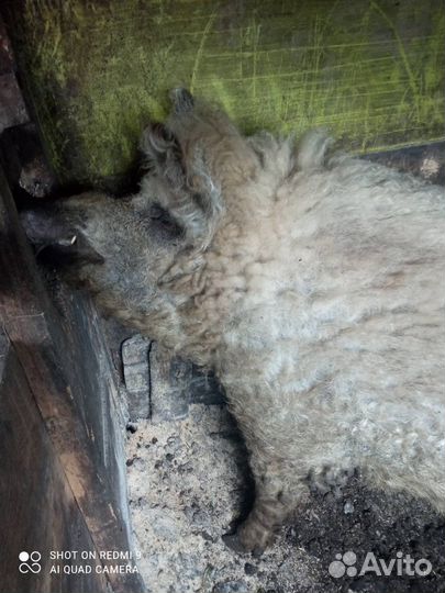 Венгерский-мангальский боров на племя