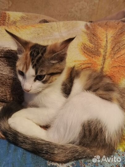 Котята в добрые руки бесплатно