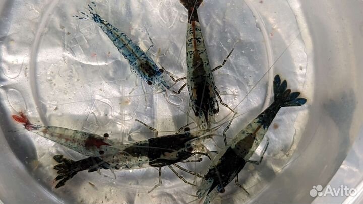 Аквариумные креветки