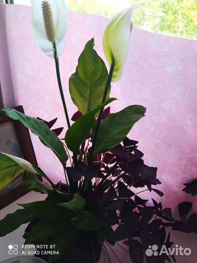 Комнатные цветы