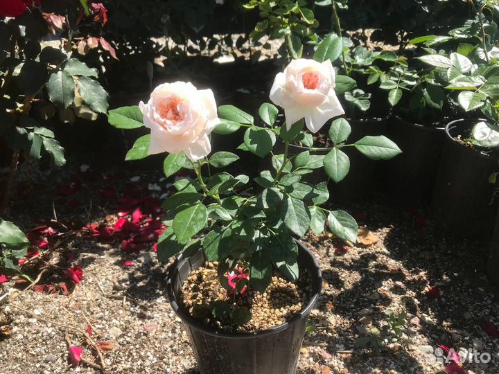 Саженцы роз зкс на осень