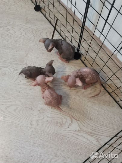 Канадский сфинкс котенок