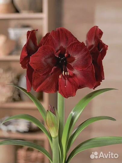 Гиппеаструм амариллис