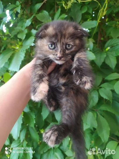 Кошки в добрые руки бесплатно