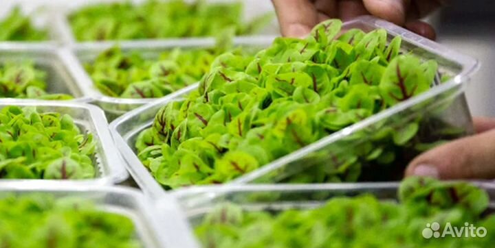 Агровата для Растений Микрозелени Оптом Мат axdrty