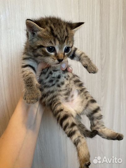 Котята бесплатно