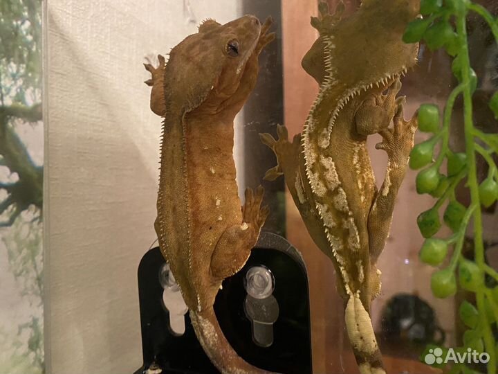 Реснитчатый бананоед