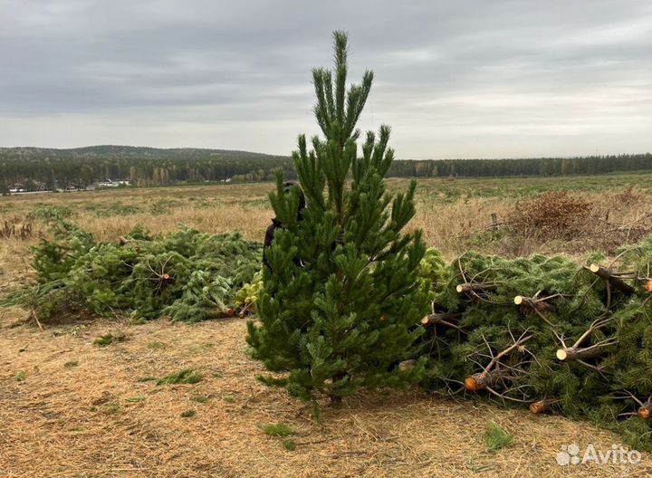 Новогодние елки и сосны оптом