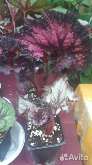 Бегонии сортовые