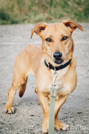 Маленькая собачка Варя почти такса в добрые руки