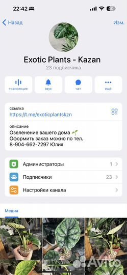 Алоказия Детки
